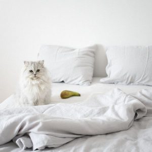 chat persan blanc dans un lit