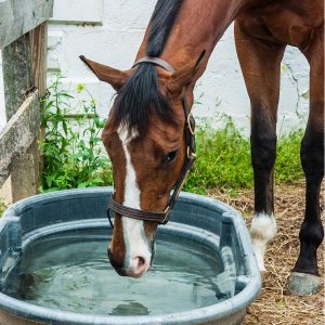 cheval qui d'hydrate