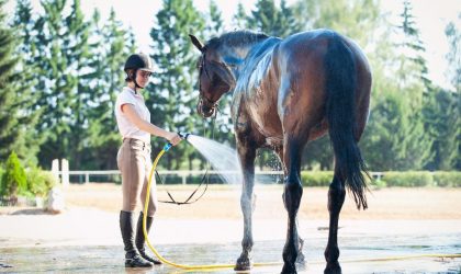 les chevaux durant l'été