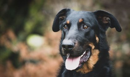 chien beauceron