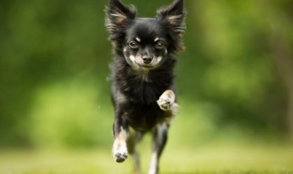 chihuahua qui court dans l'herbe