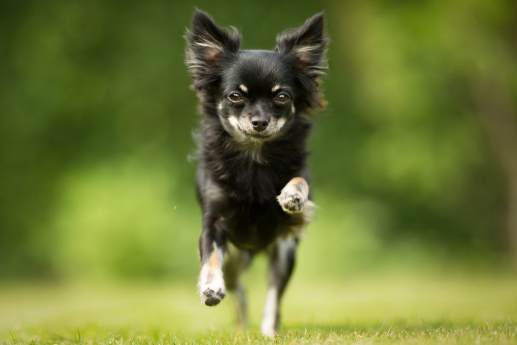 chihuahua qui court dans l'herbe