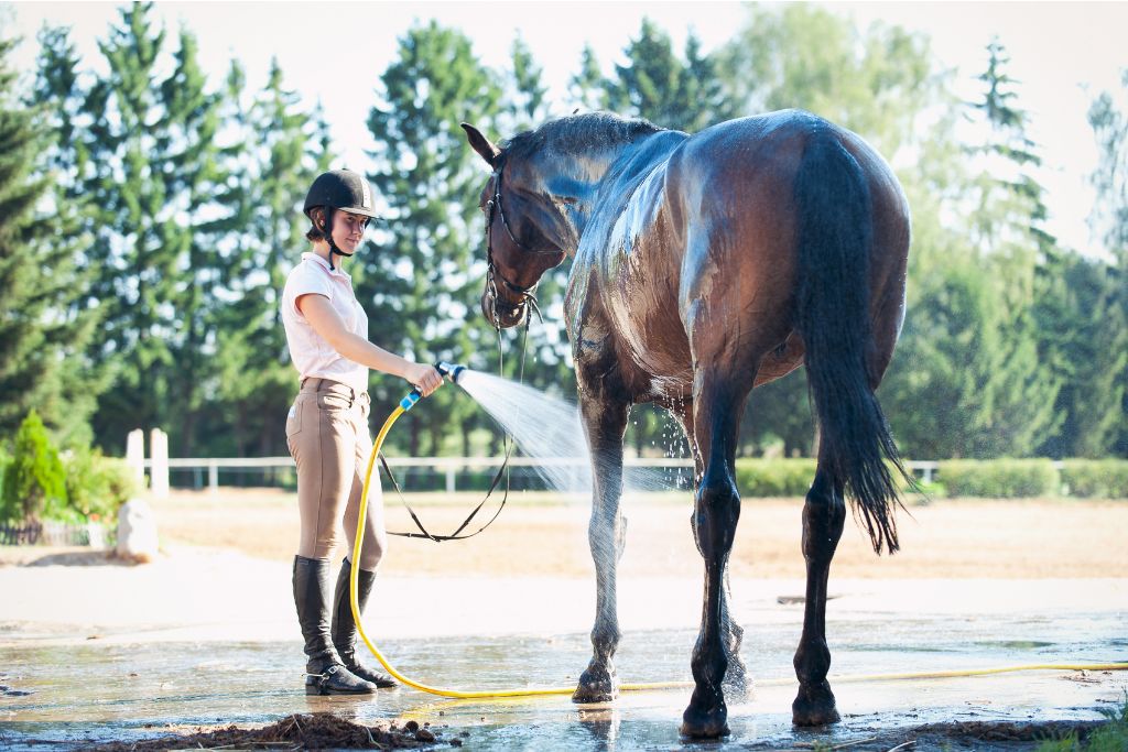 les chevaux durant l'été