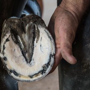 Prévenir les maladies du sabot chez le cheval