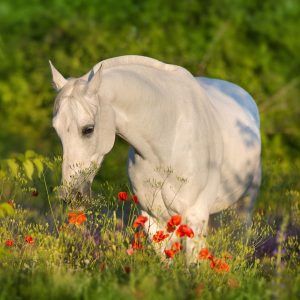 Cheval blanc qui broute