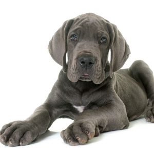 chiot dogue allemand