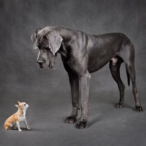 dogue allemand avec un chihuahua