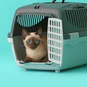 chat thai dans une cage à chat 