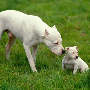 chiot et chienne dogue argentin