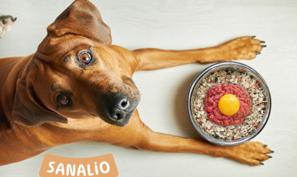 Alimentation sanalio pour chien