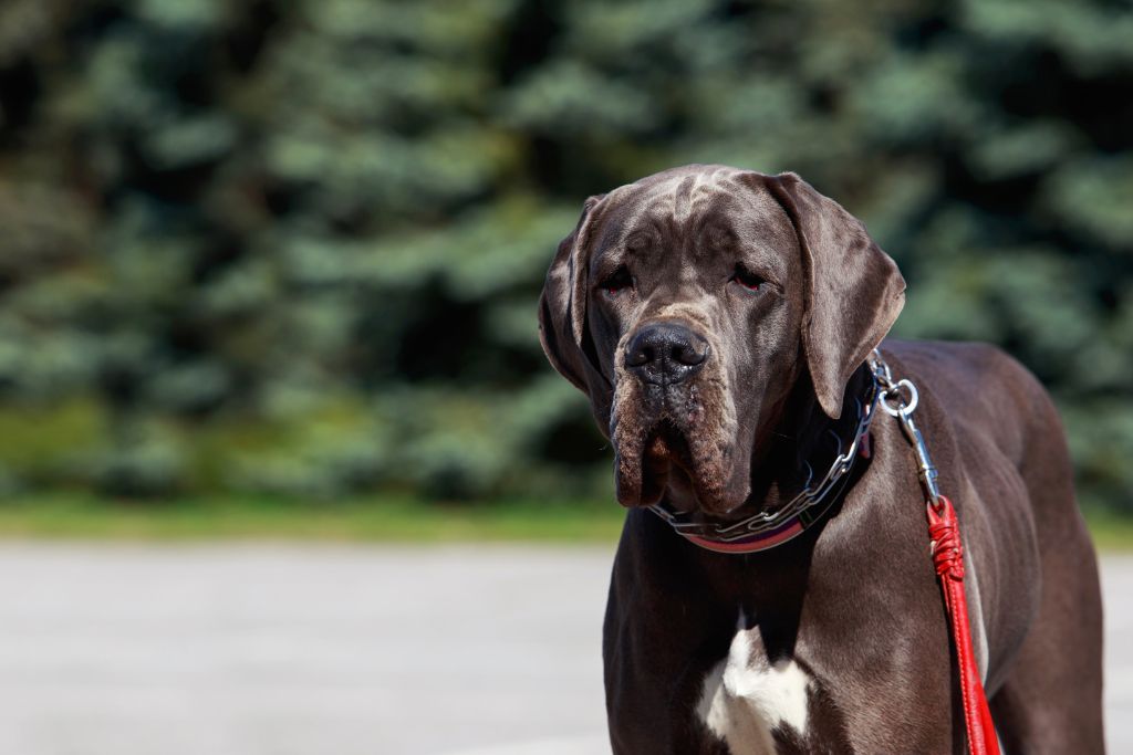 dogue allemand