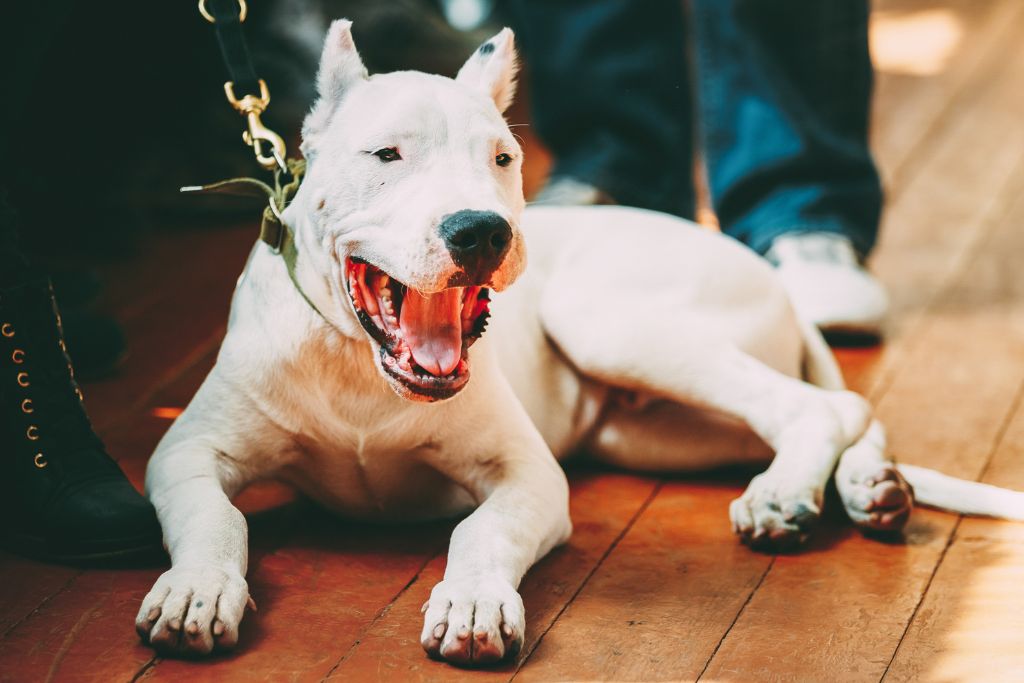 Dogue Argentin