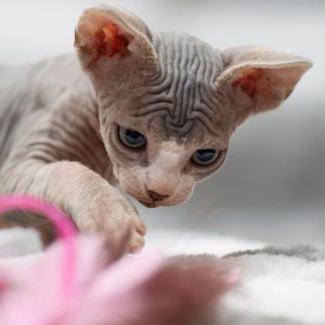 chaton sphynx