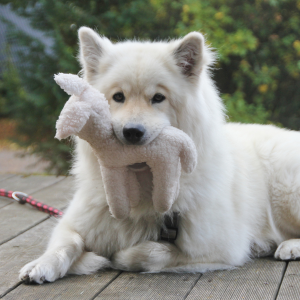 chien l'eurasier avec un jouet 