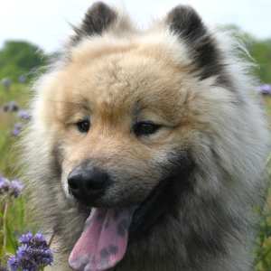 chien eurasier