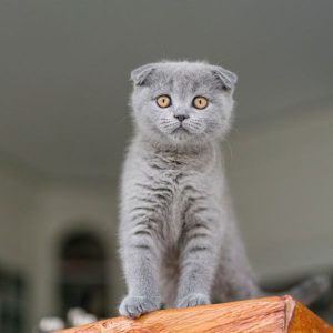 chaton Scottish Fold 