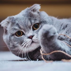 Scottish Fold qui joue