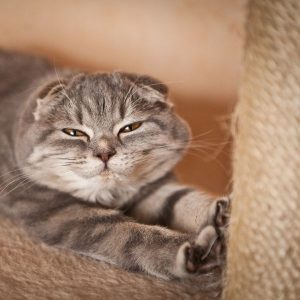 Scottish Fold  griffoire