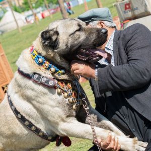 Concours Kangal