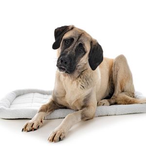 kangal sur coussin chien