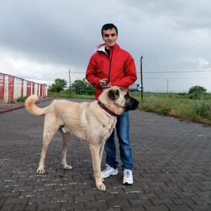 KANGAL 