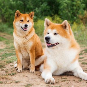 Akita Inu