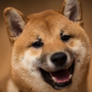 Akita Inu