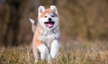 Le Akita Inu