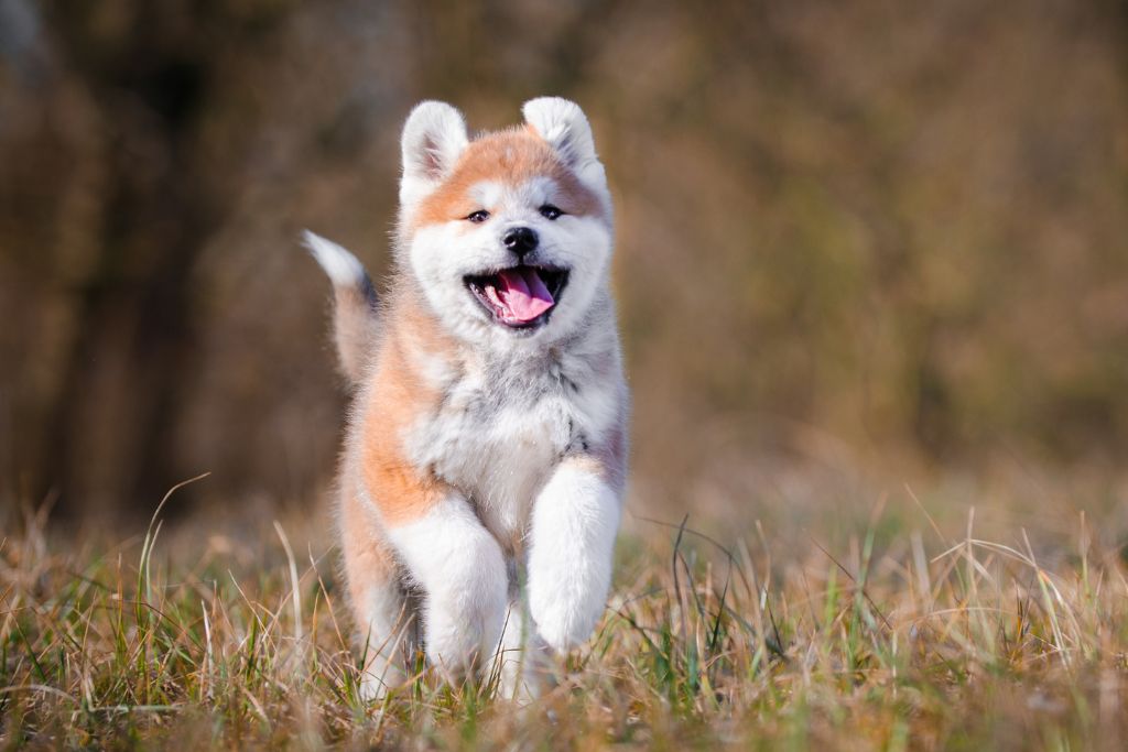 Le Akita Inu