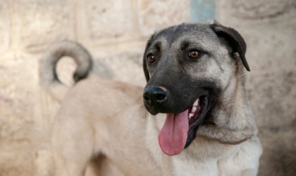 chien kangal