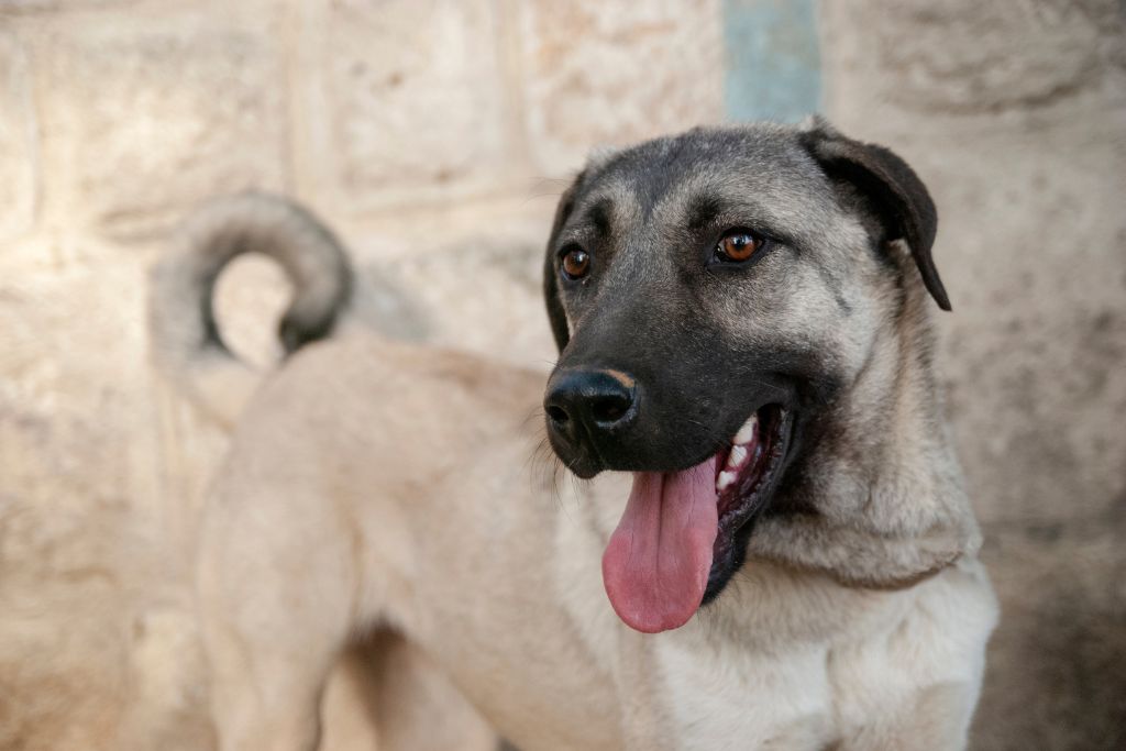 chien kangal