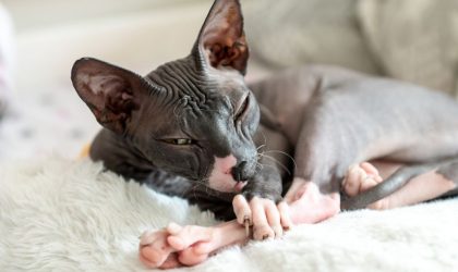 Le sphynx- race de chat