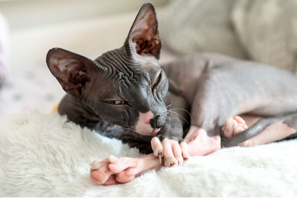 Le sphynx- race de chat