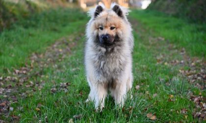 Chien Eurasier dans l'herbe