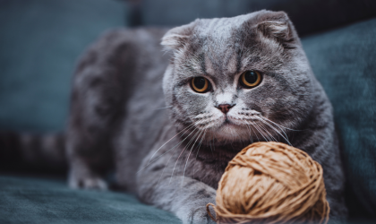 Tout savoir sur le Scottish Fold