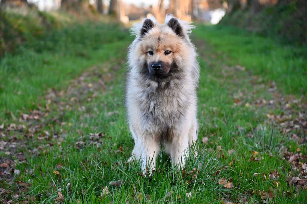 Chien Eurasier dans l'herbe