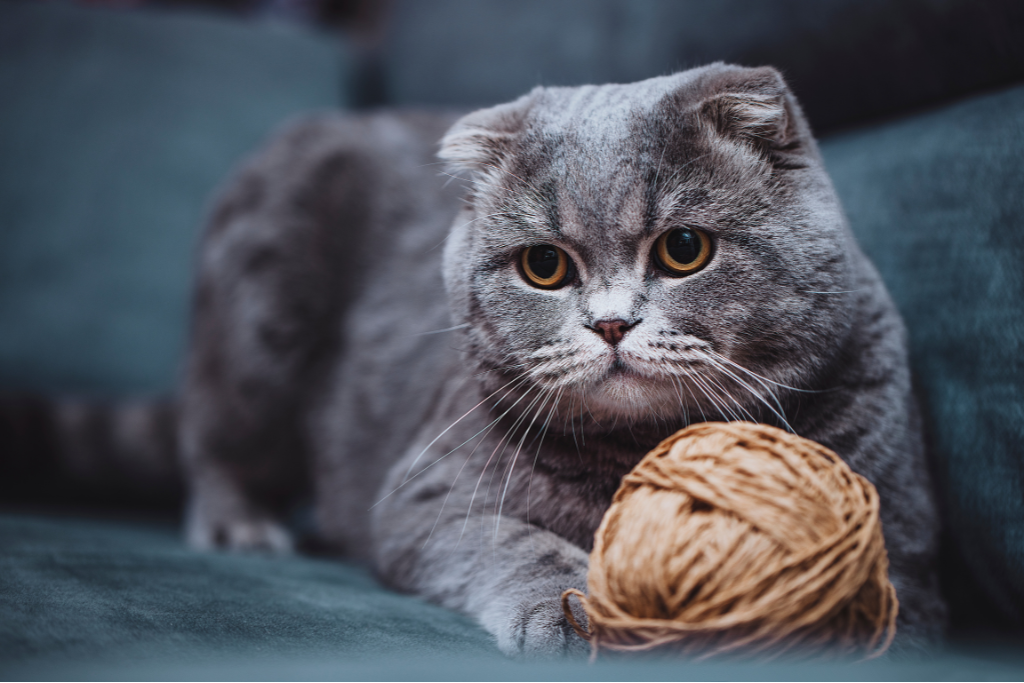 Tout savoir sur le Scottish Fold