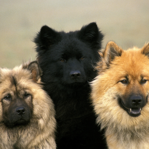 chien l'eurasier