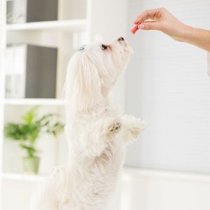 bichon maltais qui mange une friandise 