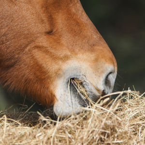 cheval qui mange du foin