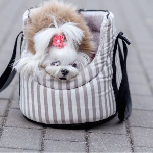 bichon maltais dans un panier pour chien