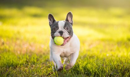 Tout savoir sur le bouledogue français