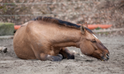 La constipation chez le cheval