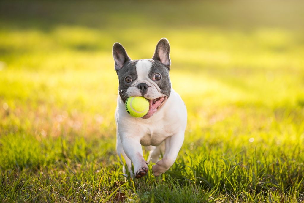 Tout savoir sur le bouledogue français