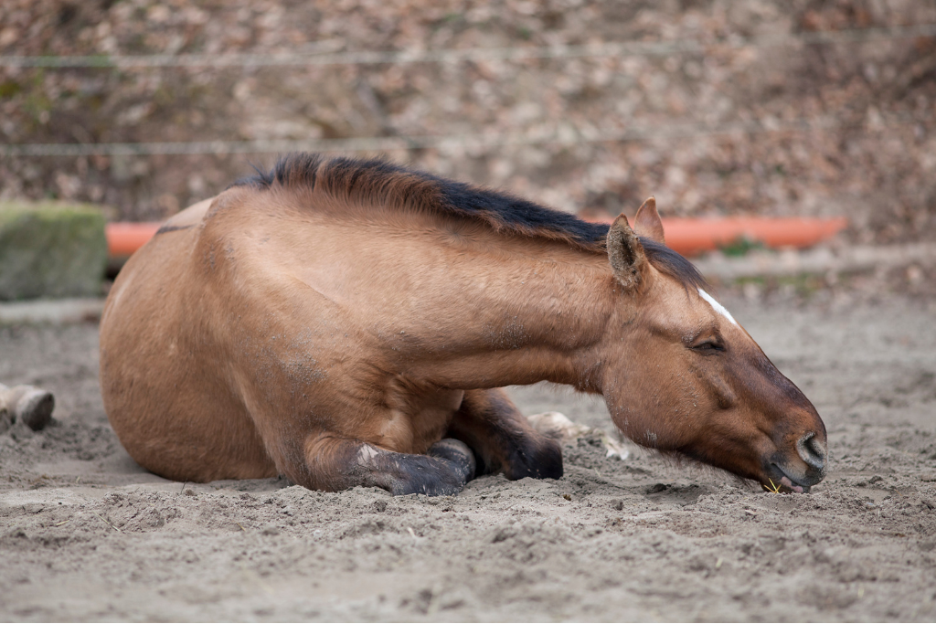 La constipation chez le cheval