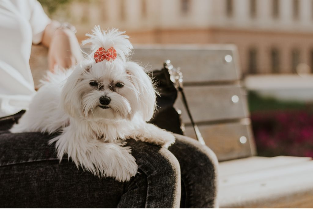 Tout savoir sur le bichon maltais