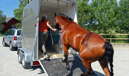 Désensibiliser un cheval au transpor