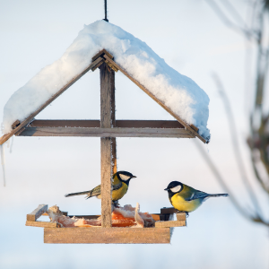 hiver oiseaux qui mange 