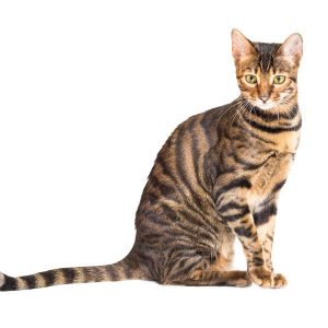 Le Toyger (race de chat) - Companimo