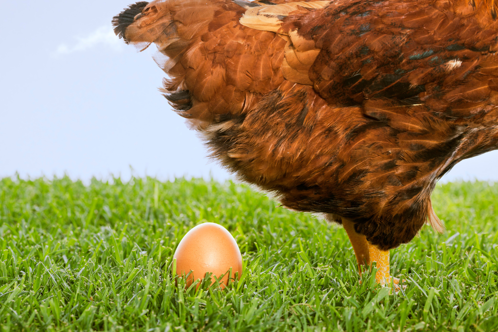 poule et oeuf